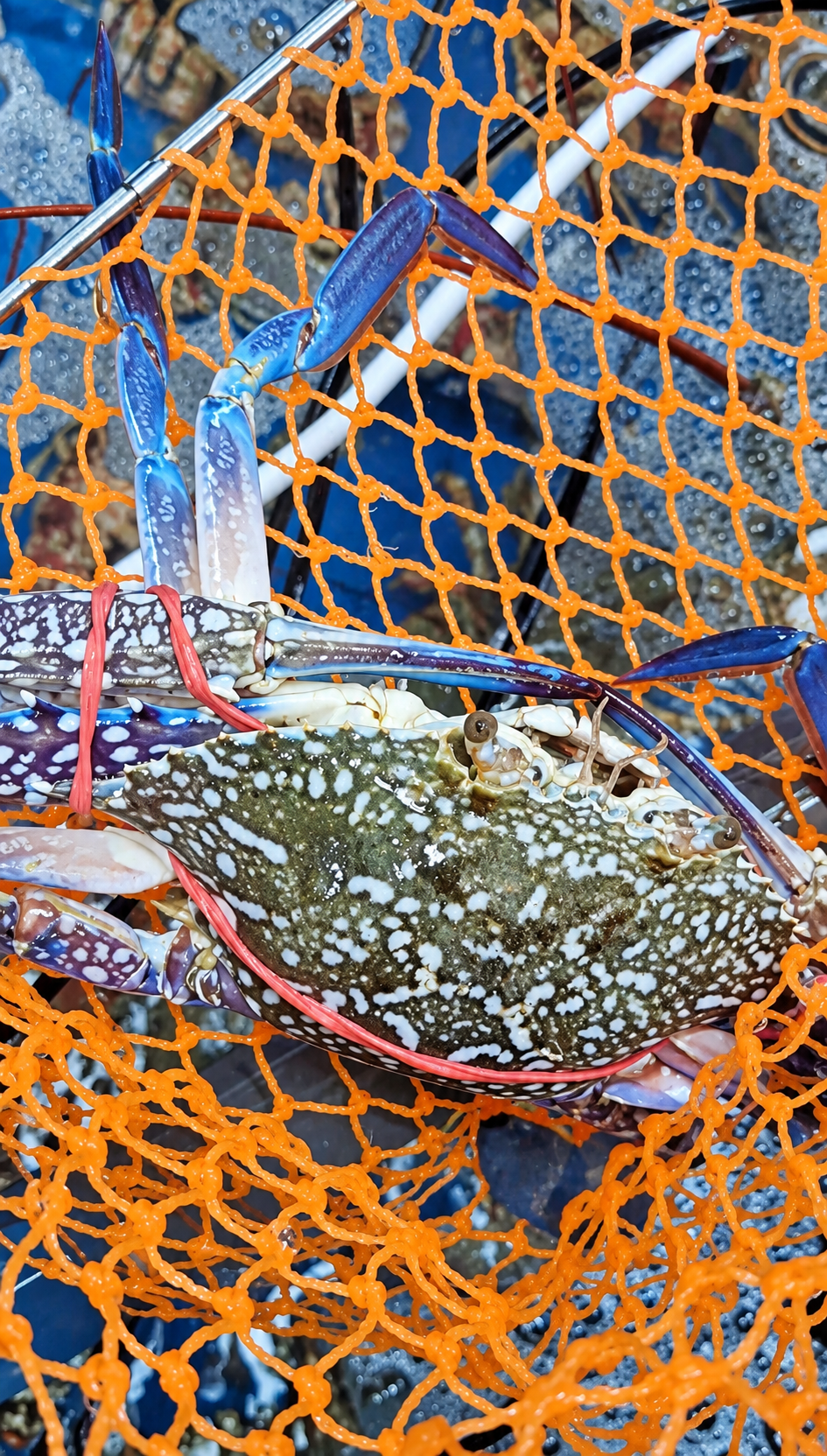 Blue Flower Crab