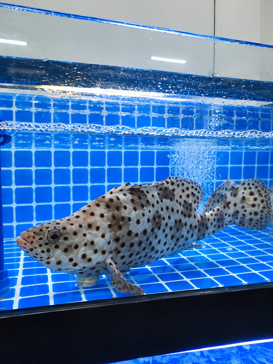 Humpback Grouper