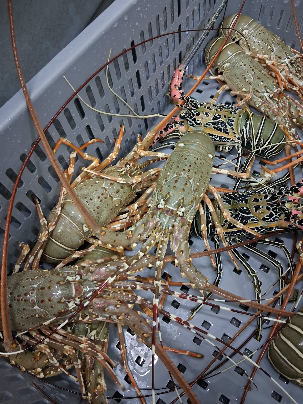 Lobster