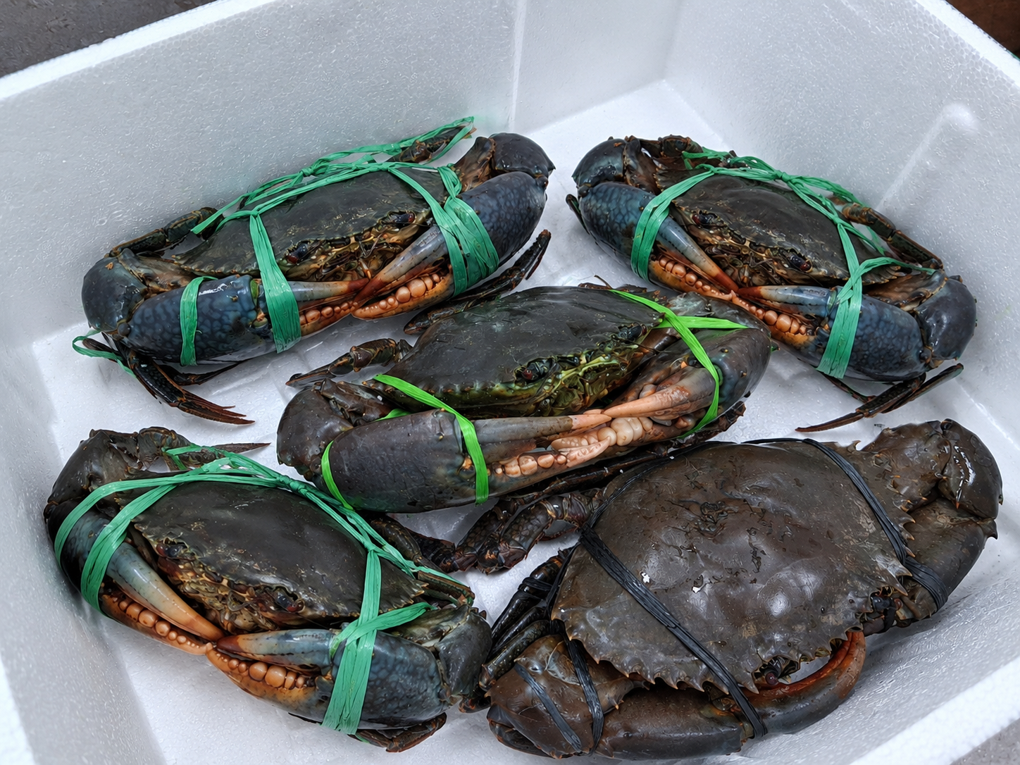 Mud Crab