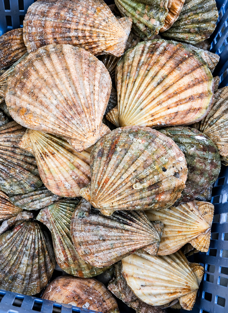 Scallop