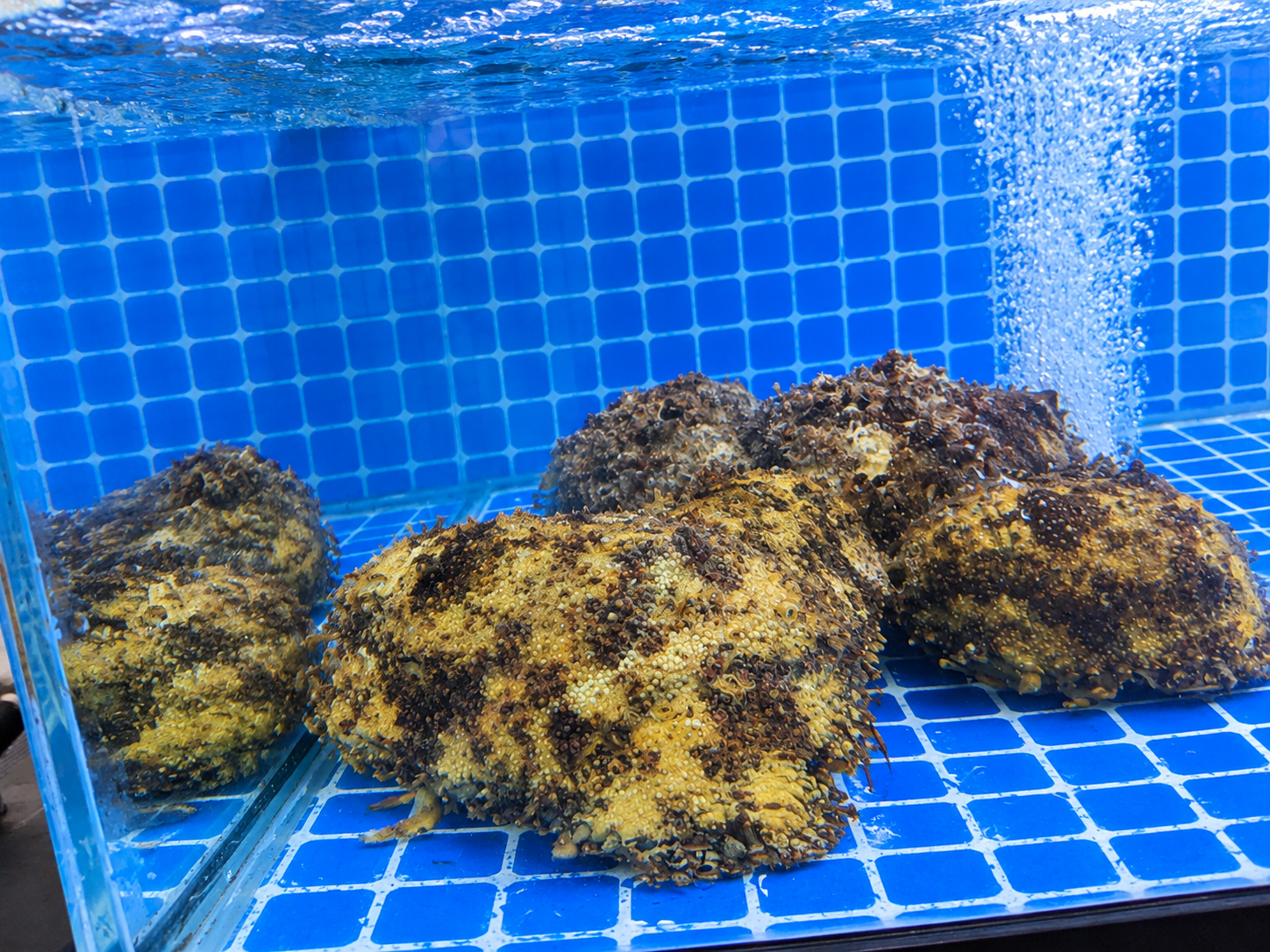 Slipper Lobster
