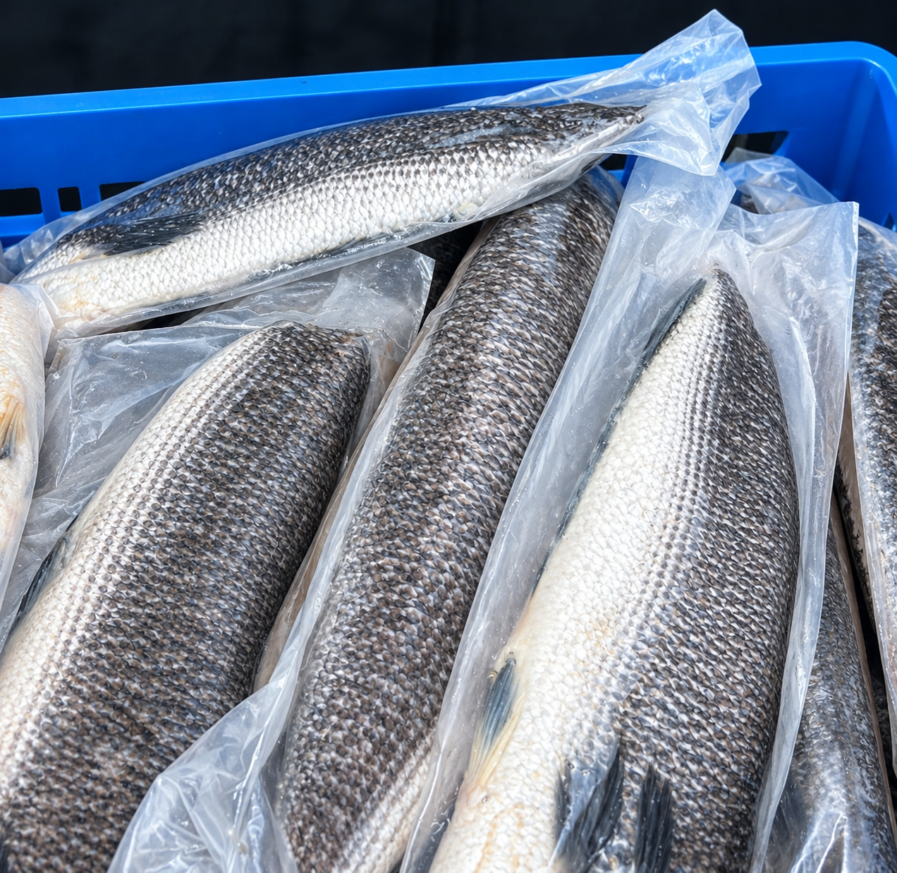 Snakehead Fish Meat