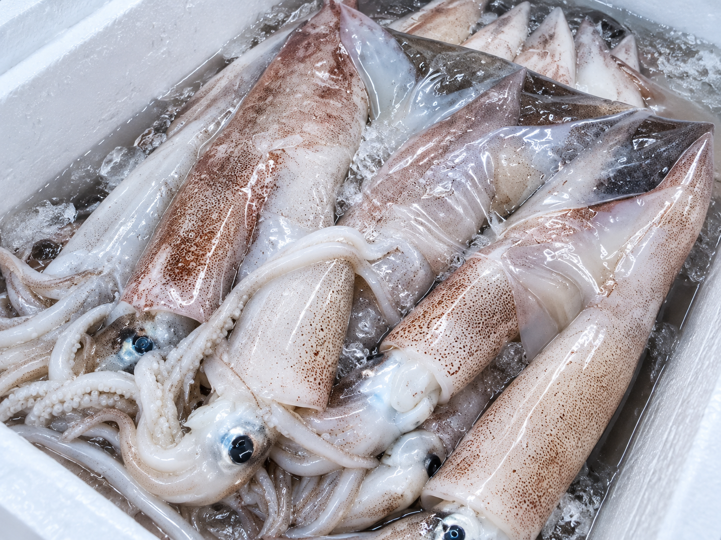 Squid