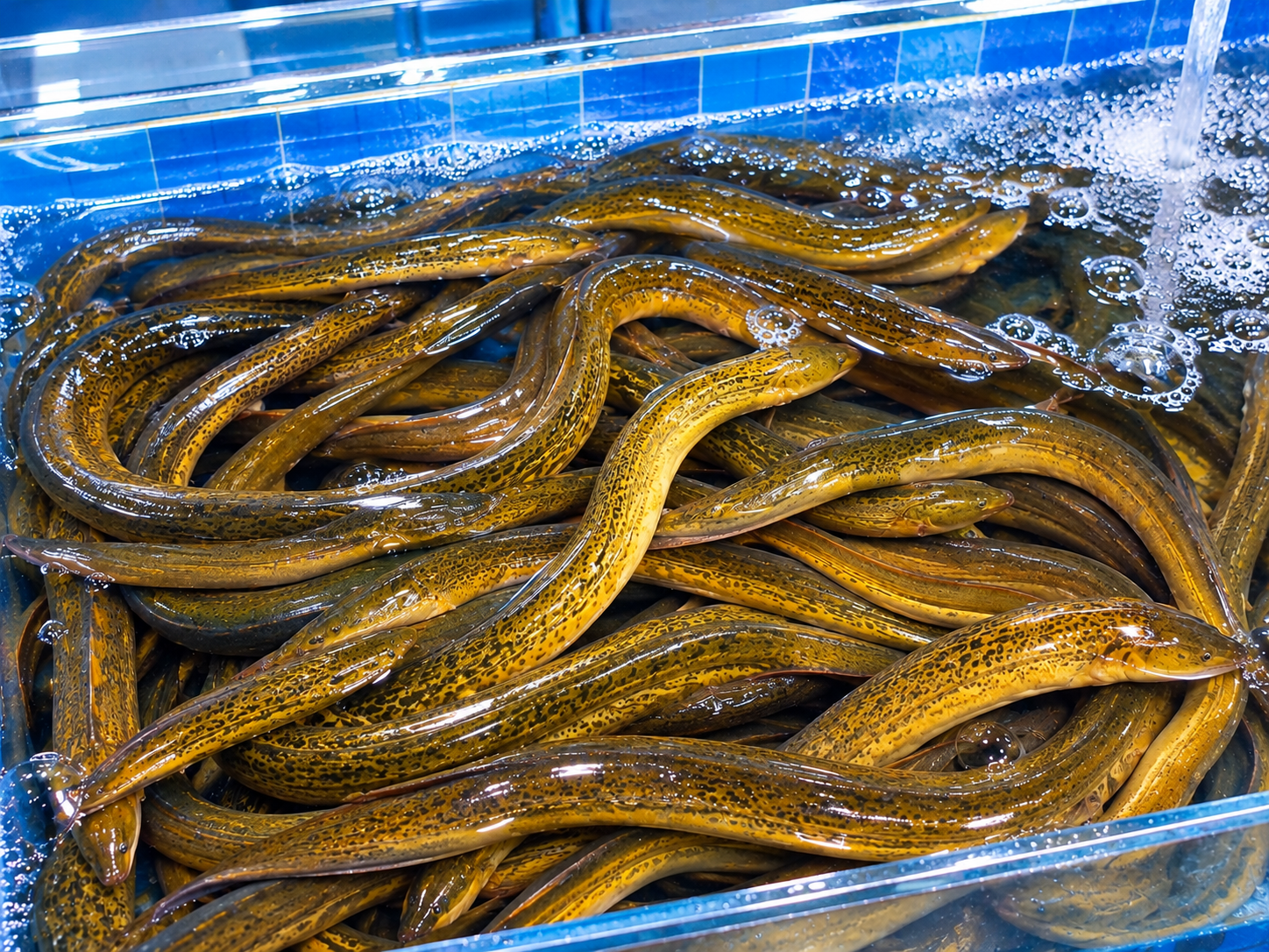 Swamp Eel